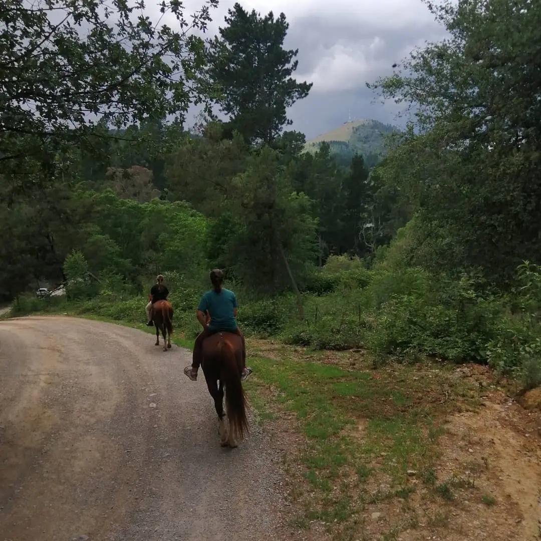 Horses For Healing photo 3