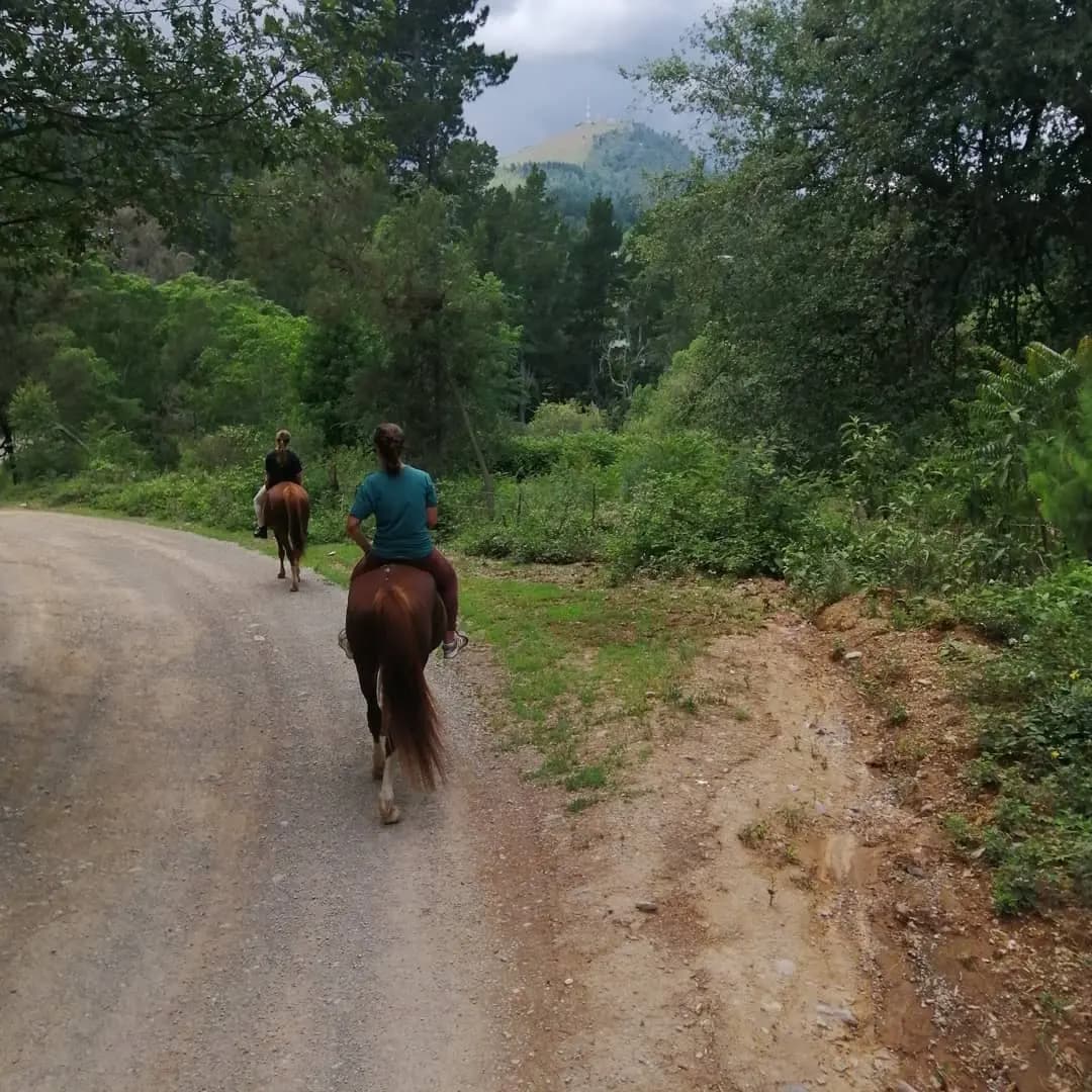 Horses For Healing photo 4